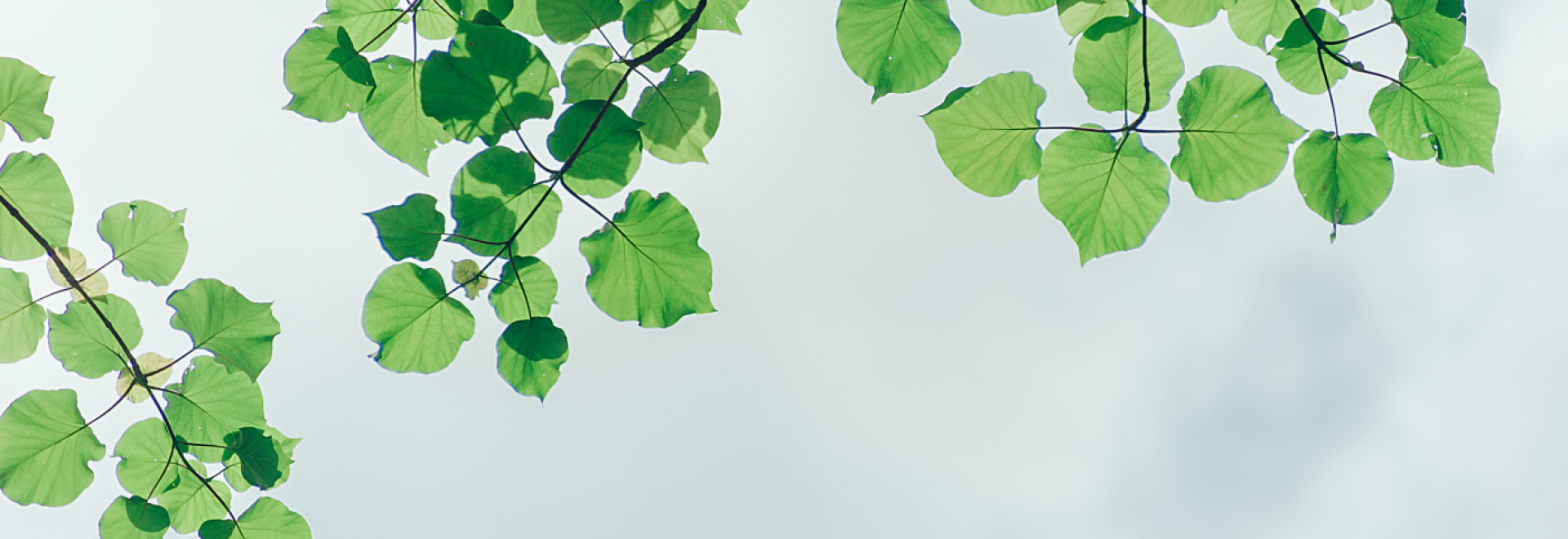 1920x697 NEW Website Homepage buttons